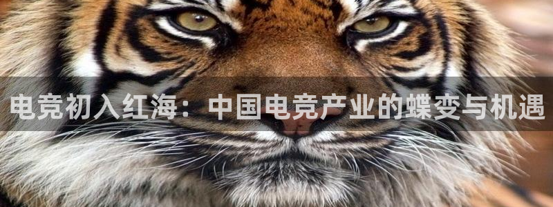 安博电竞无法提现：电竞初入红海：中国电竞产业的蝶变与机遇